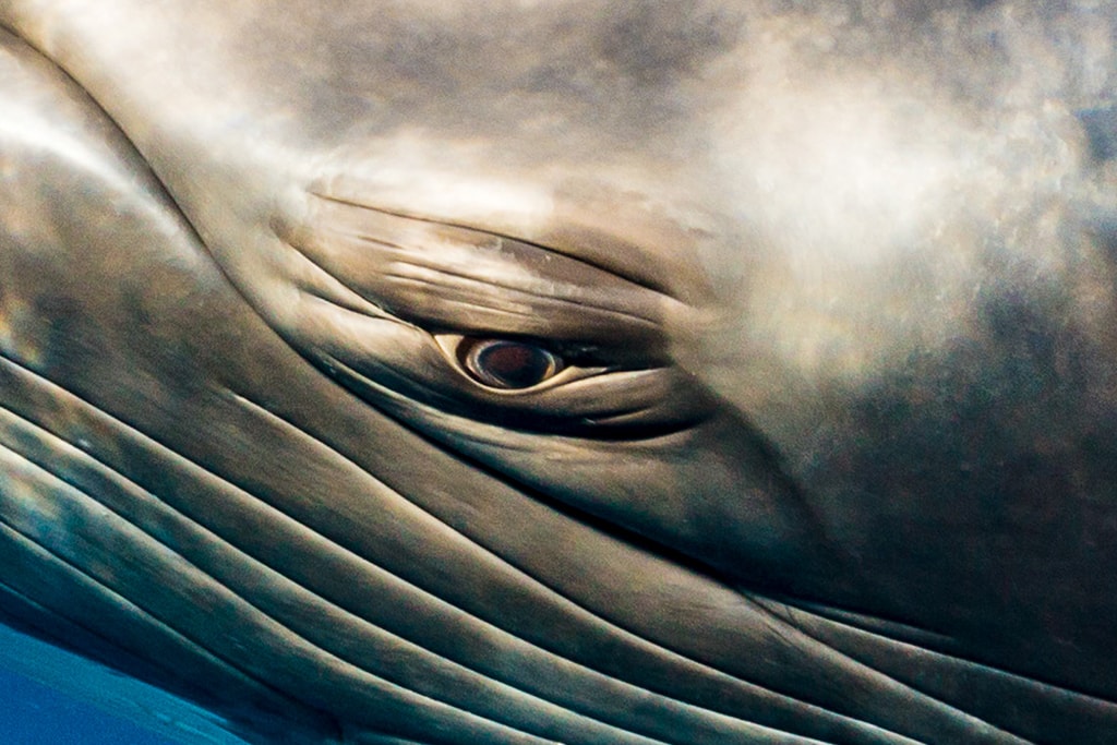 australia 03 minke whale australia 03 minke whale
