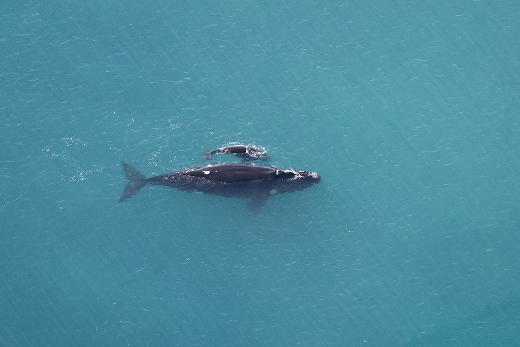 australia 05 southern right whale