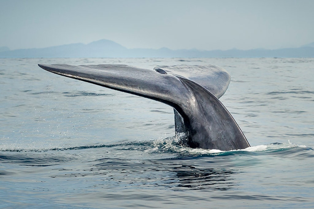 australia 06 blue whale