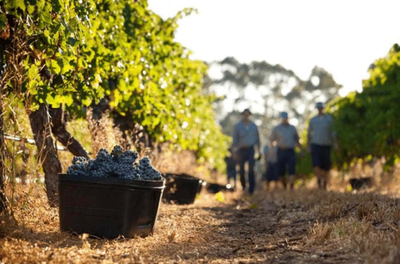 cape mentelle vineyard Wineries