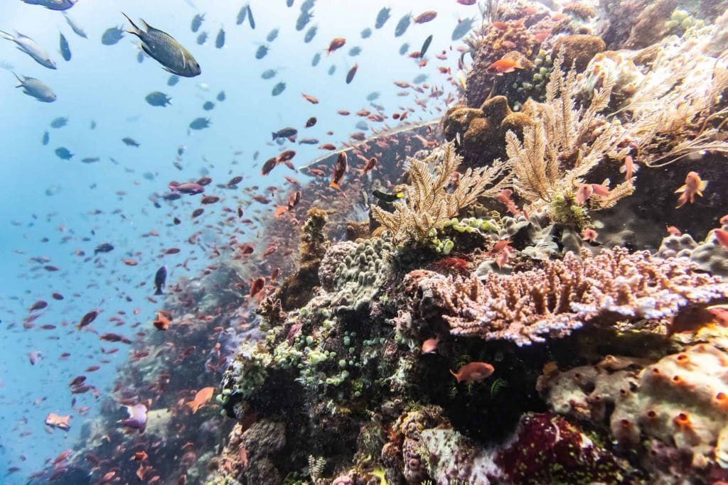 marine life Komodo international park