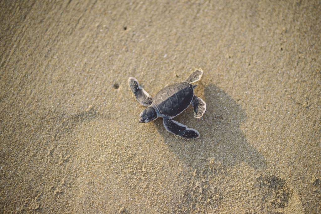 malaysia club med cherating turtle