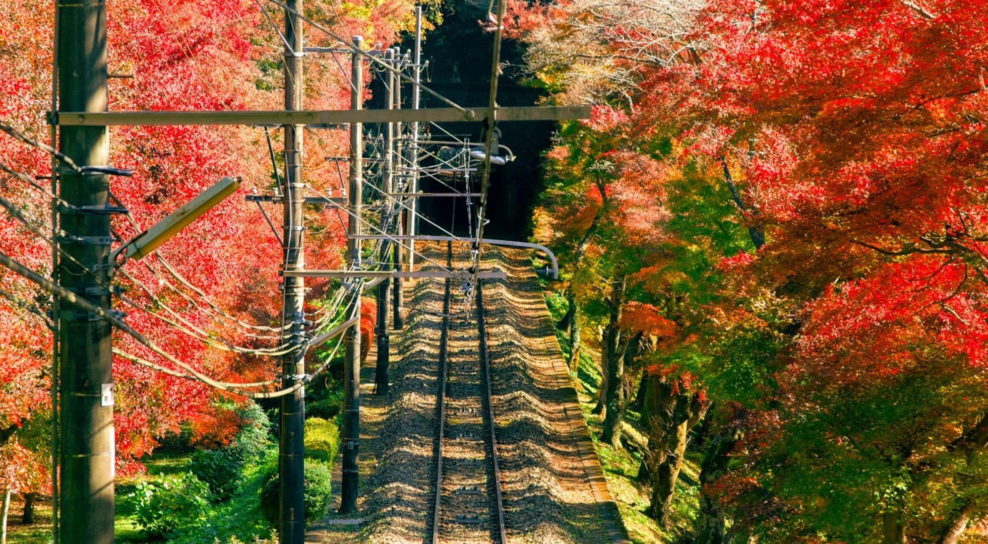 Japanese forest bathing