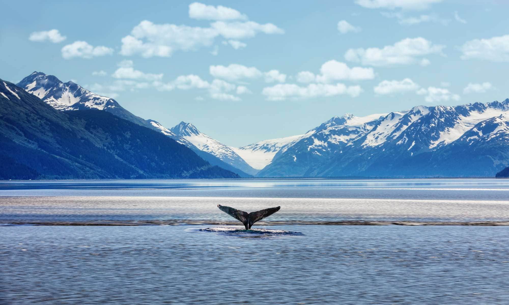 Humpback whale tail with icy mountains backdrop Alaska Peace Boat Round The World Artic Circle Whale Watching