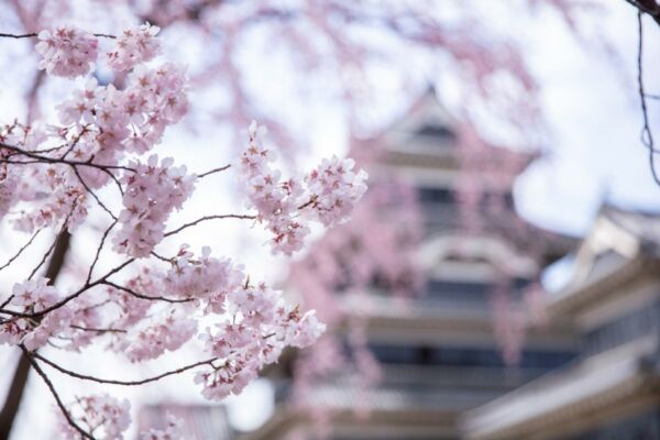Princess Cruise Diamond Ship Japan Cherry Blossom