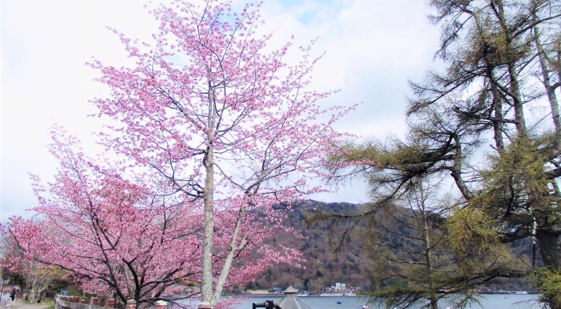 Japanese forest bathing