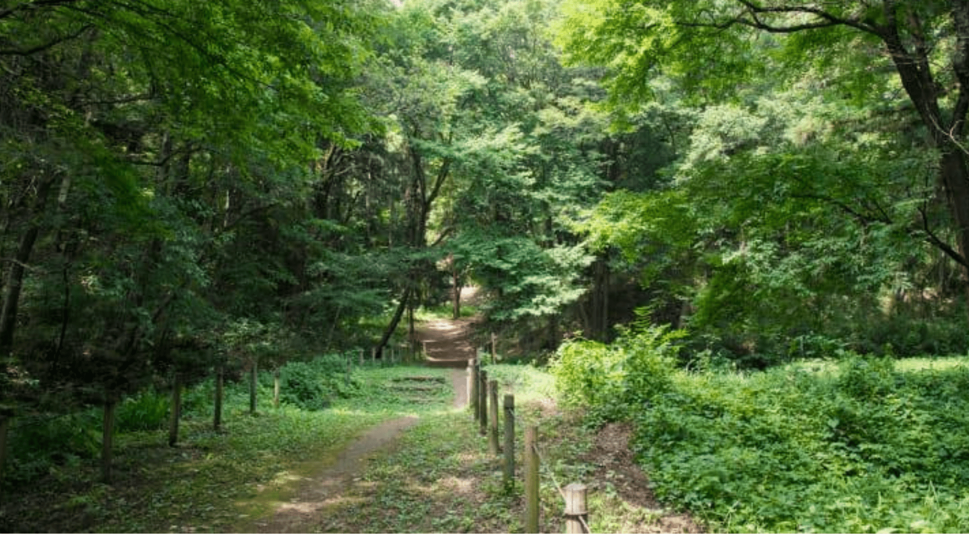 Forest bathing in Japan