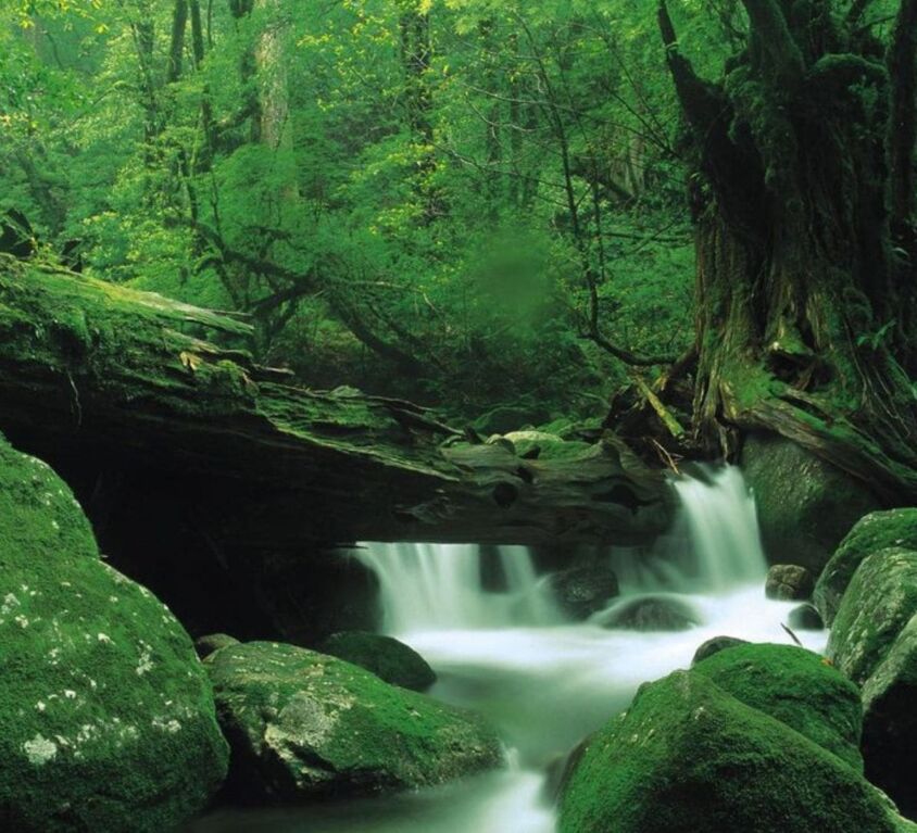 Yakushima_National_Park_Japan