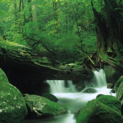 Yakushima_National_Park_Japan