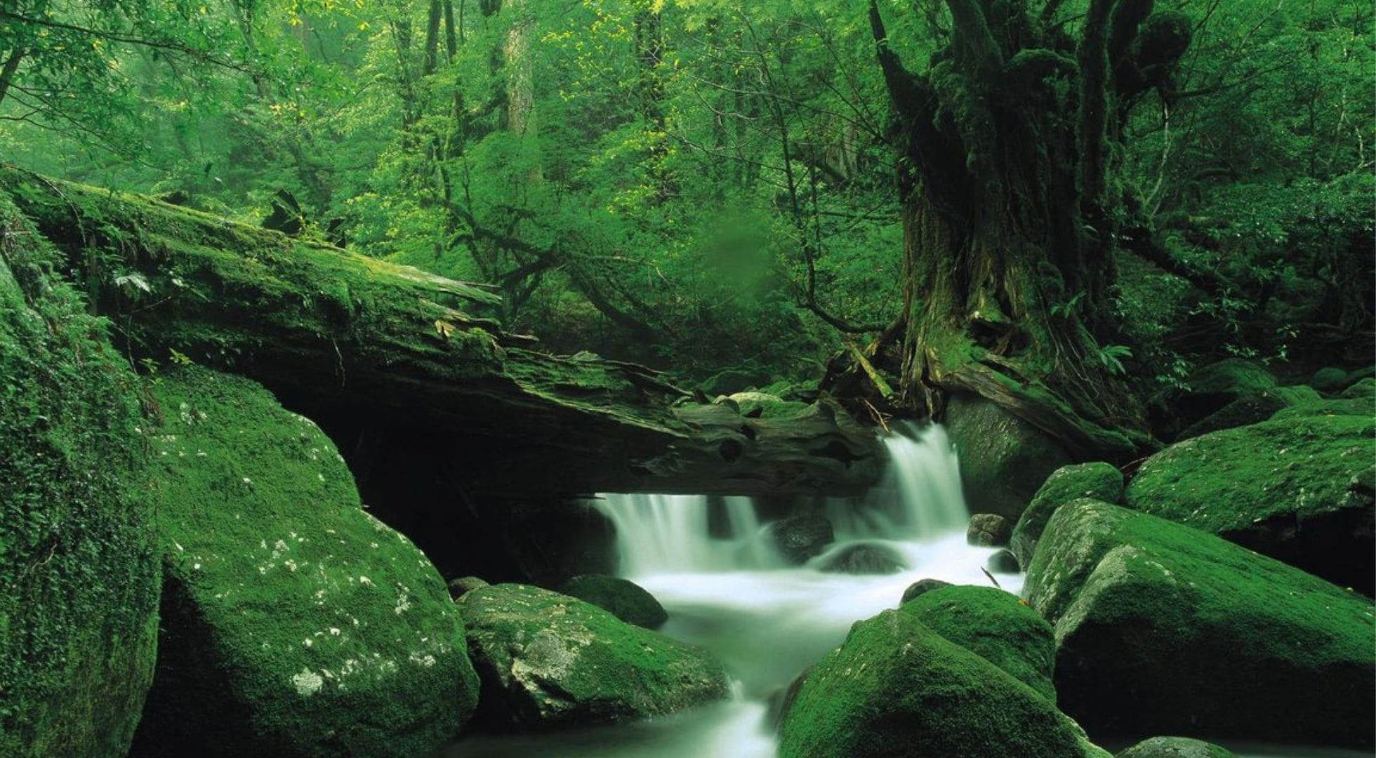 Yakushima National Park Japan Japanese forest bathing