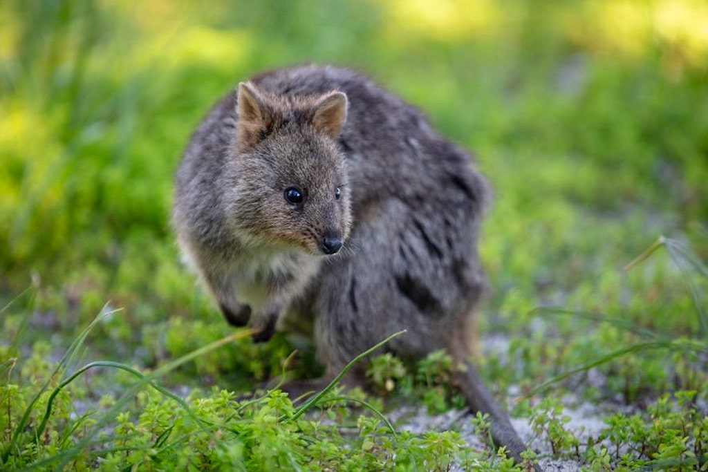 australia-western-australia-rottnest-island