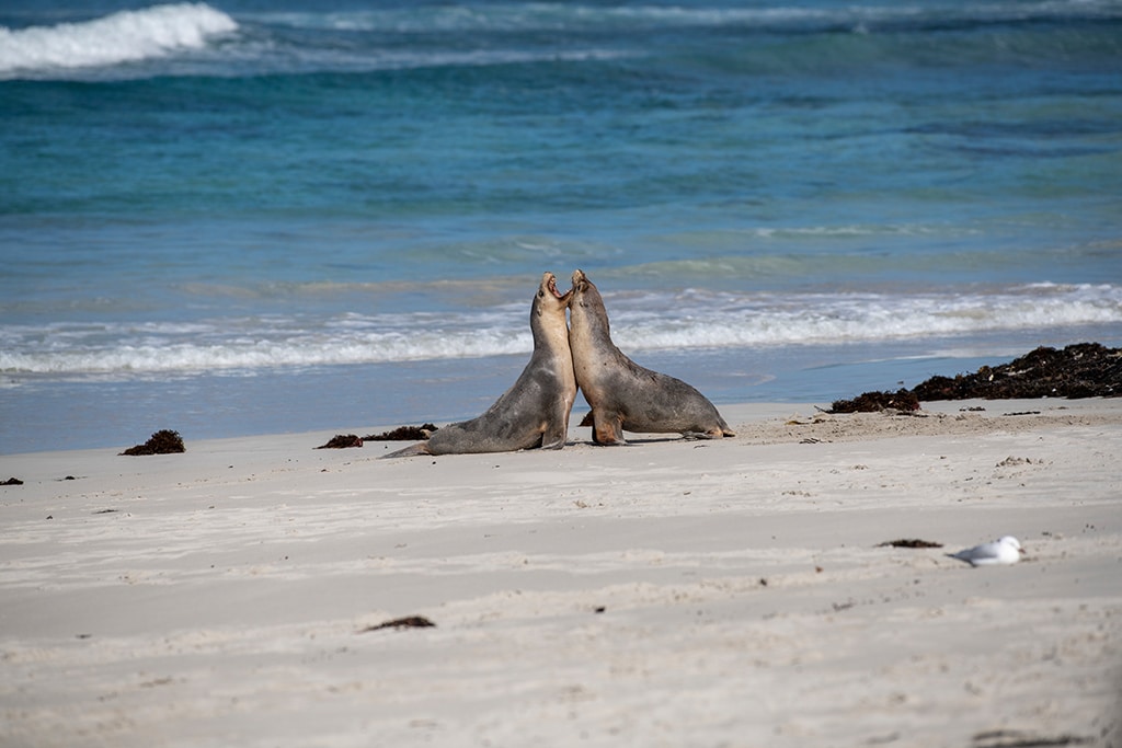 australia-queensland-south-australia-kangaroo-island