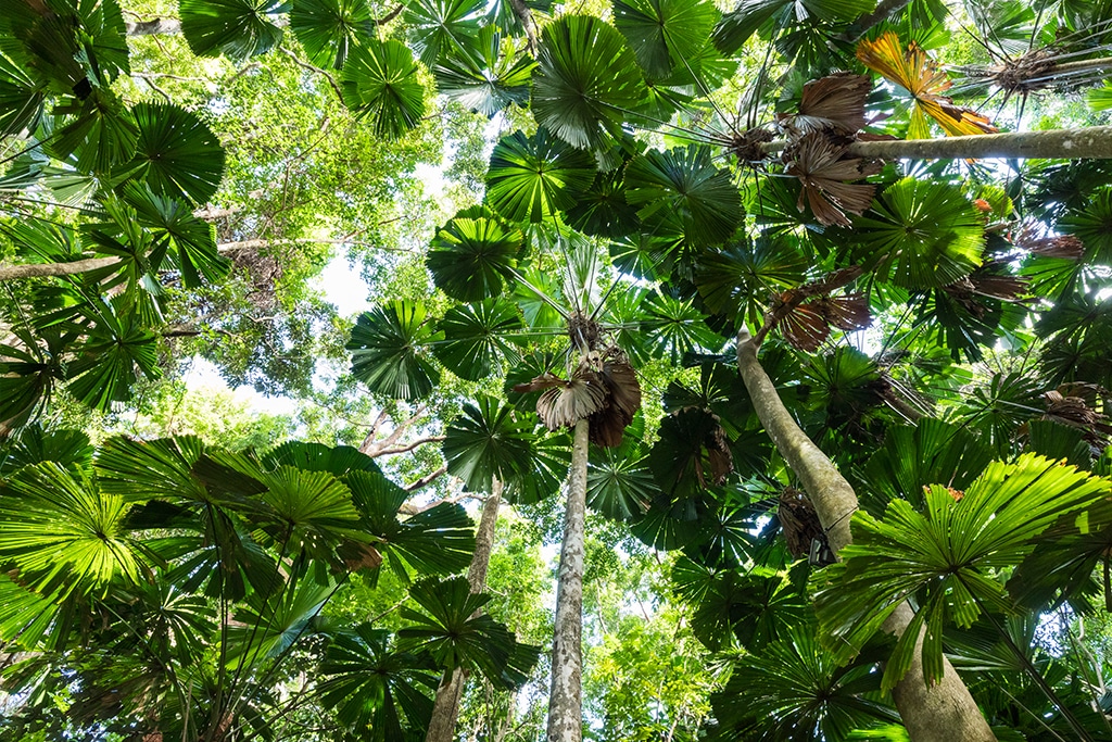 australia-queensland-daintree-national-park