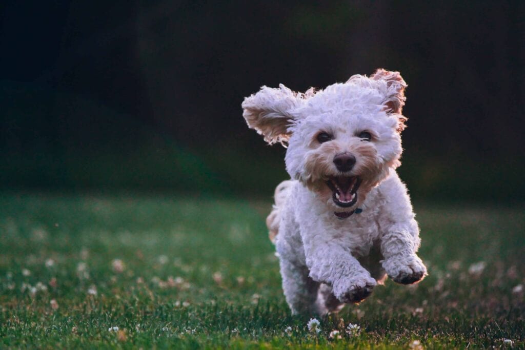 Just a happy dog