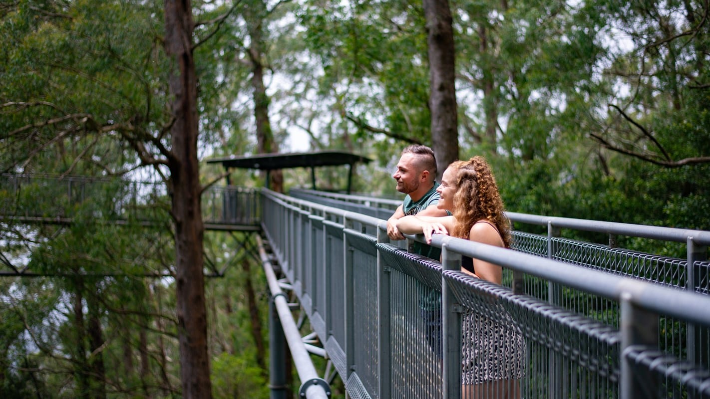 ifly couples 24 Illawara Fly Treetop Adventure Park