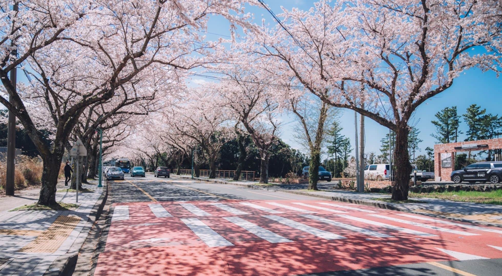 spring-in-jeju