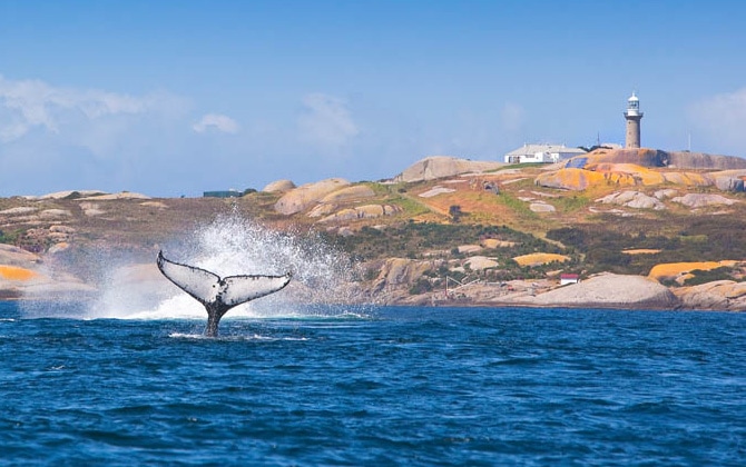 whale jumping montague island Whales at Montague Island