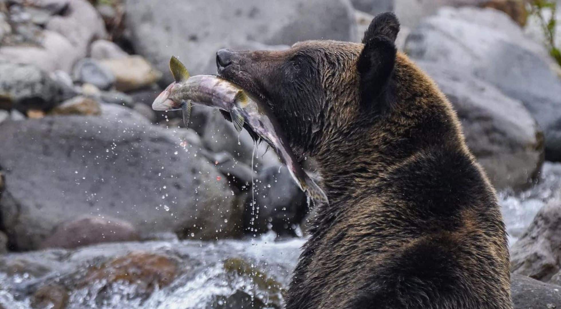 Bear Hokkaido Japan A Hokkaido Japan Travel Guide: Where to see brown bears.