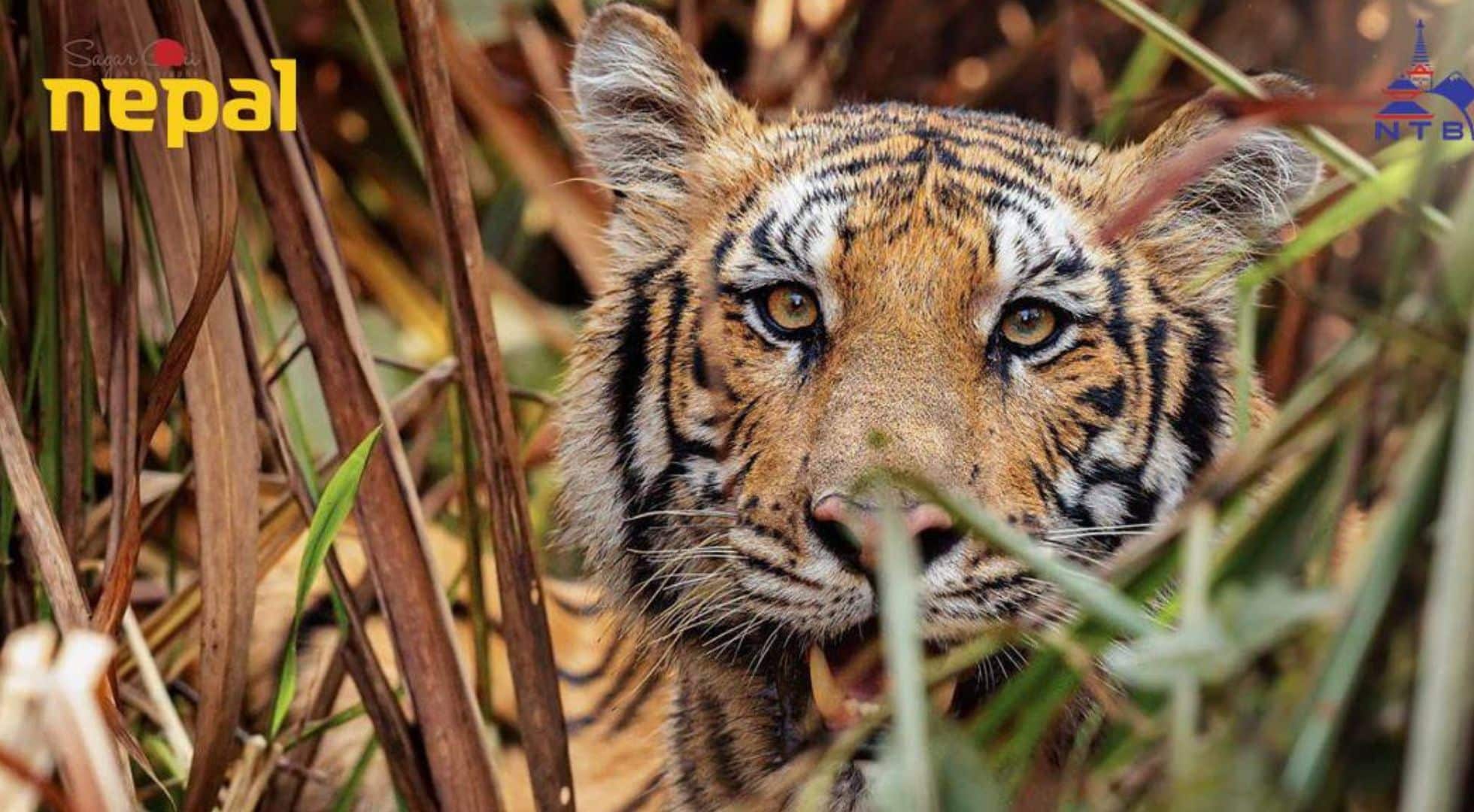 Bengal Tiger in Nepal Chitwan National Park