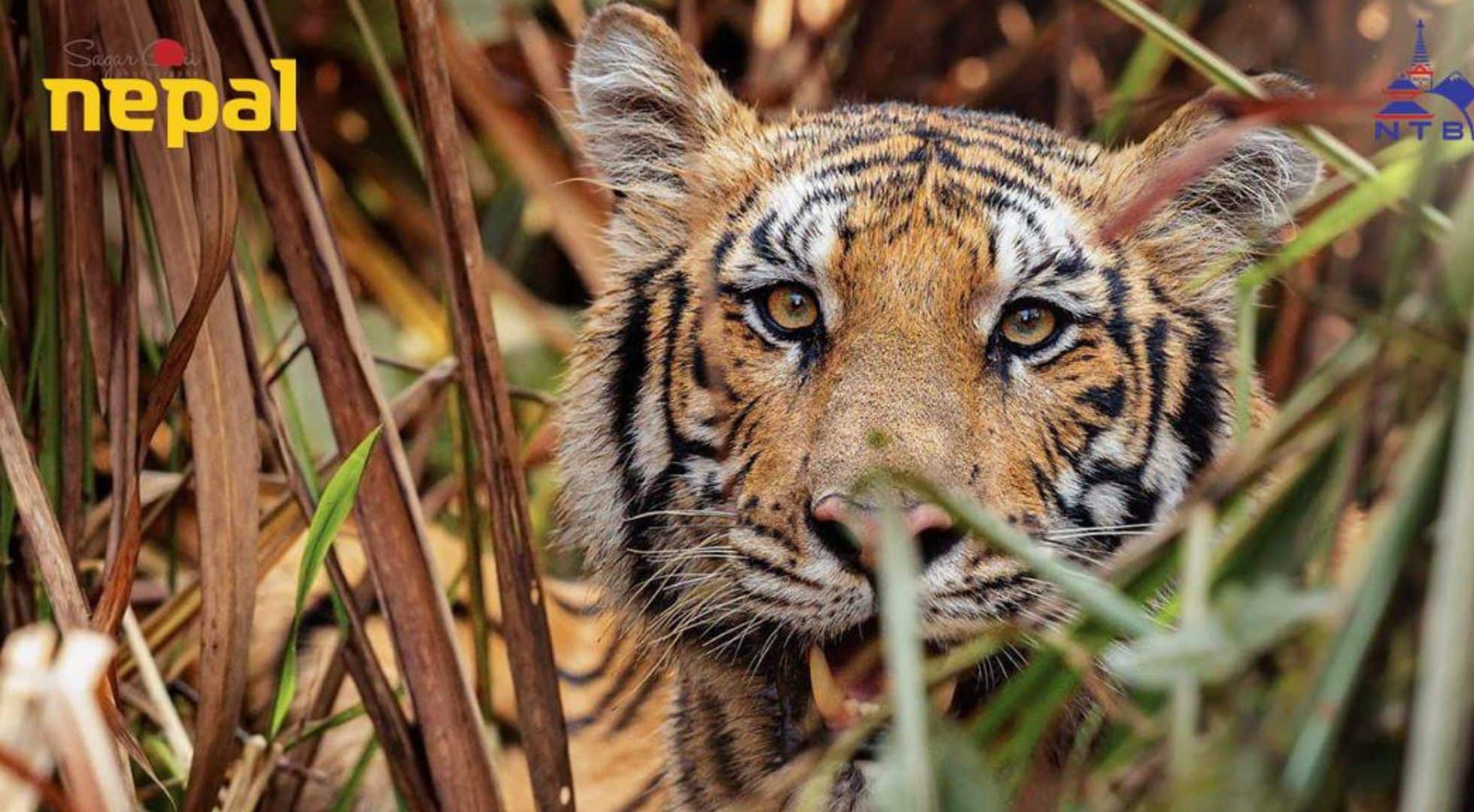 BengalTiger Nepal Bengal Tiger in Nepal Chitwan National Park