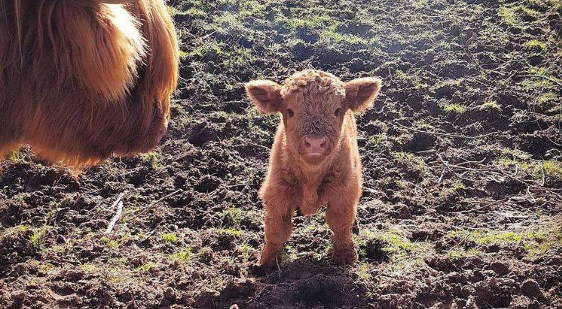 Just a baby coo