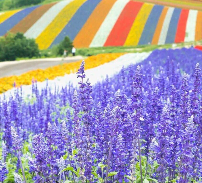 Flowers_Lavender_Hokkaido