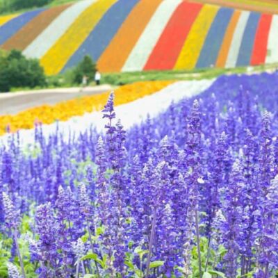 Flowers_Lavender_Hokkaido