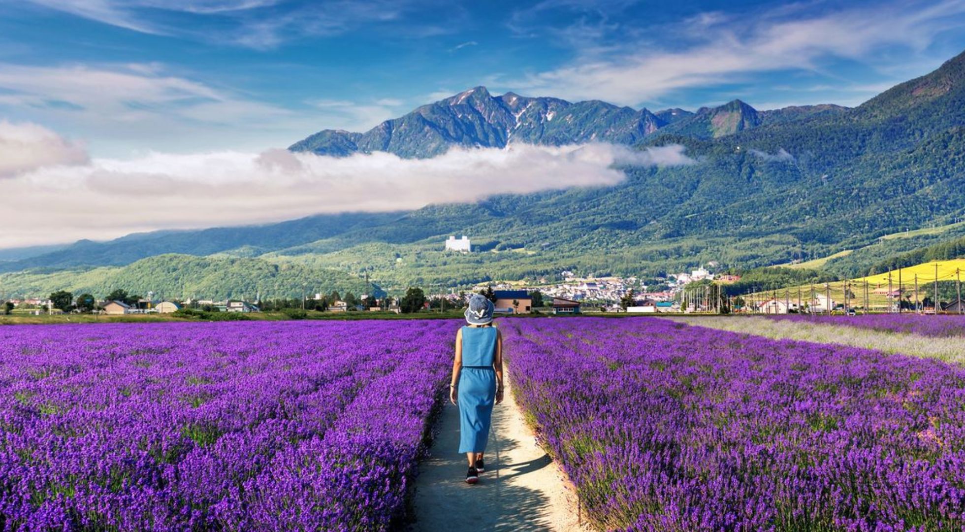 Lavender Fields Hokkaido Summer in Japan: Flowers in full bloom
