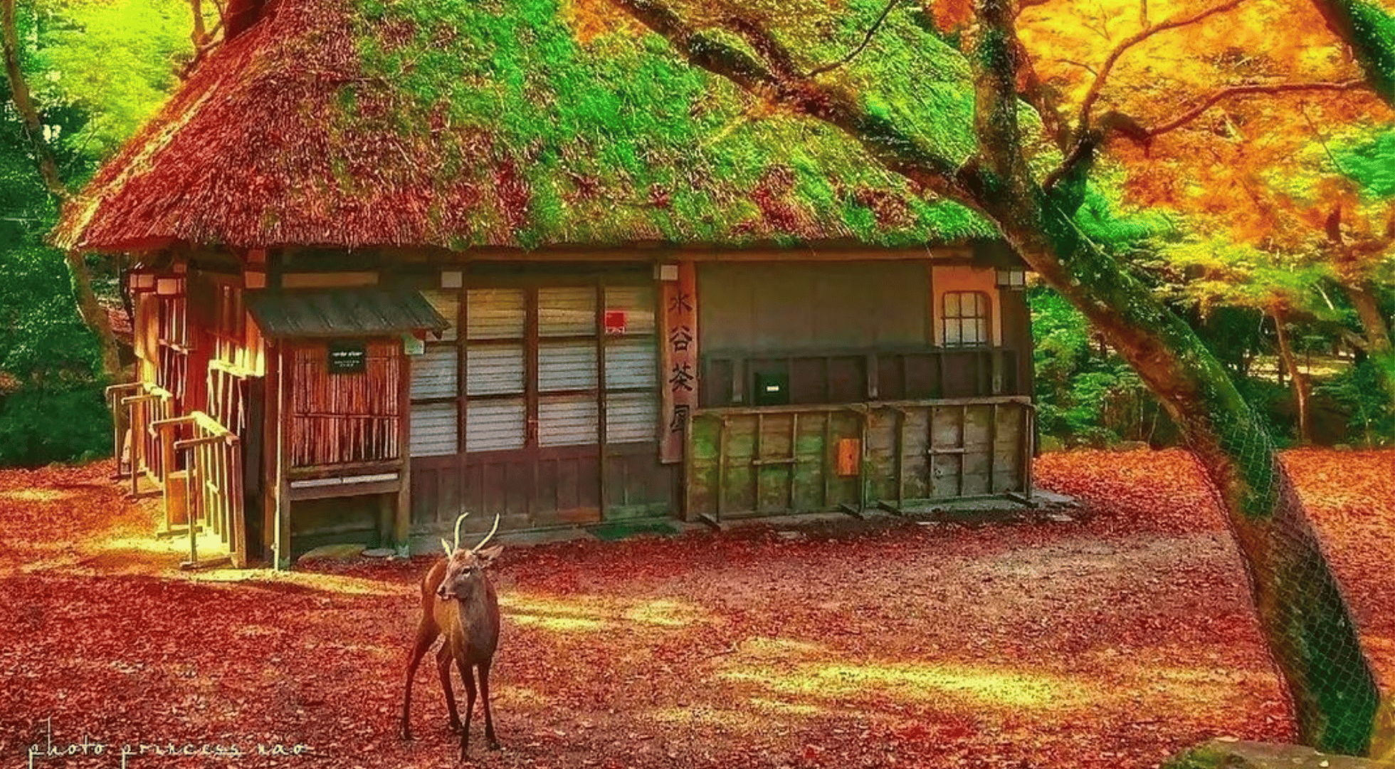 Travel Japan in Autumn