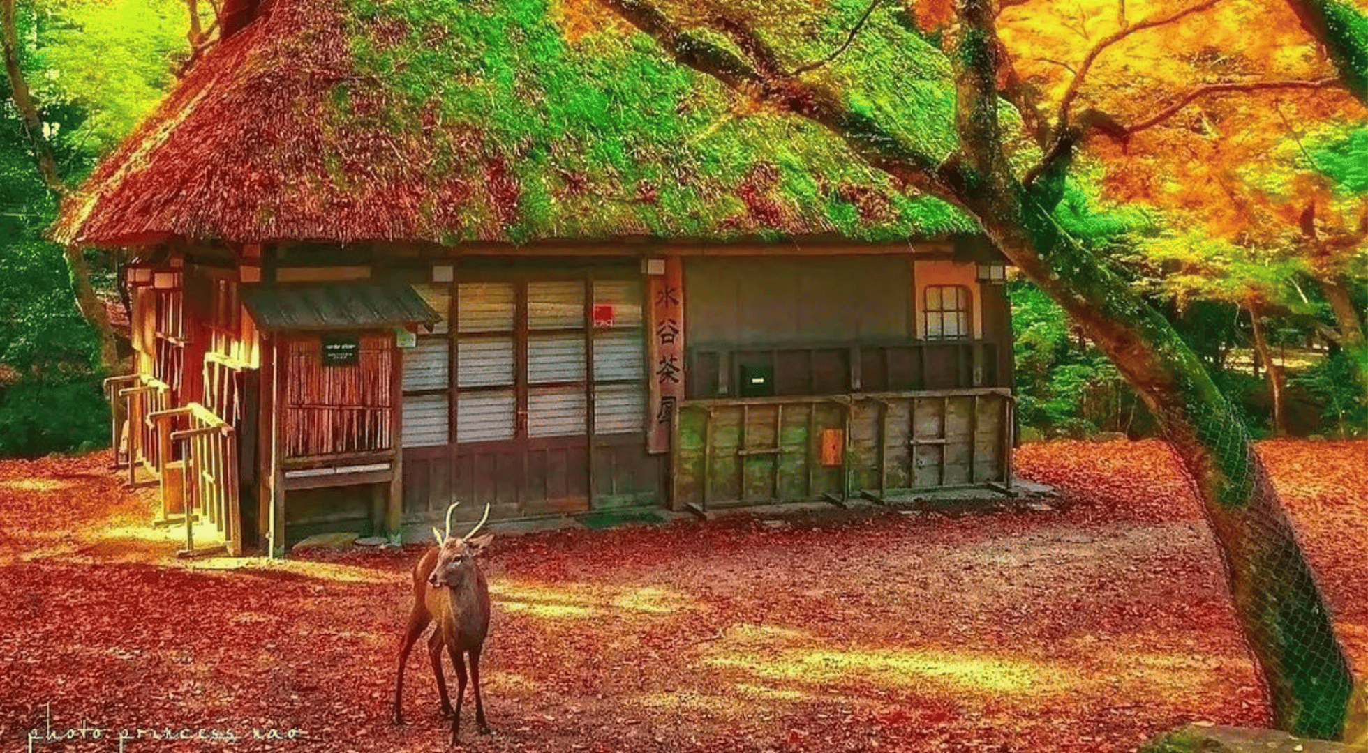 Nara Japan Travel Japan in Autumn