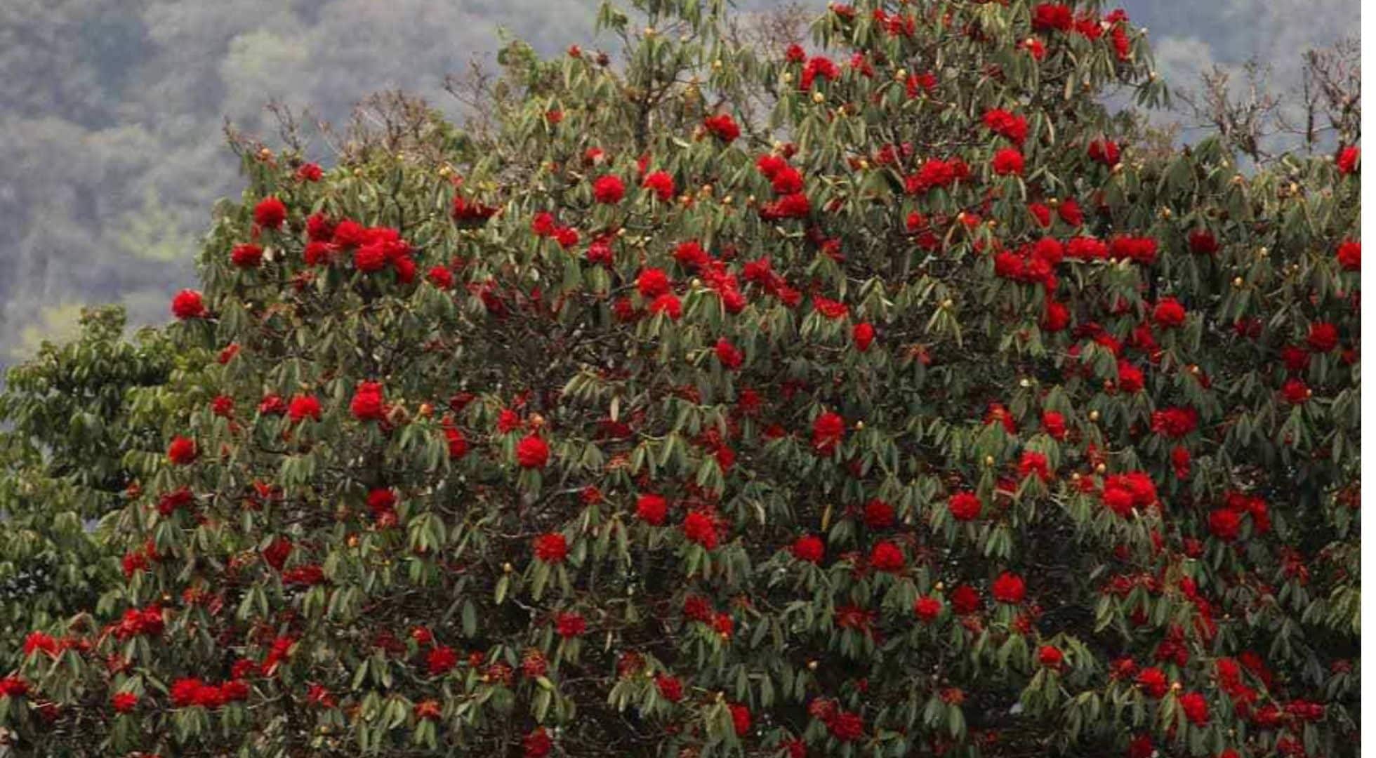 Rhododendrons nepal Nepal in spring