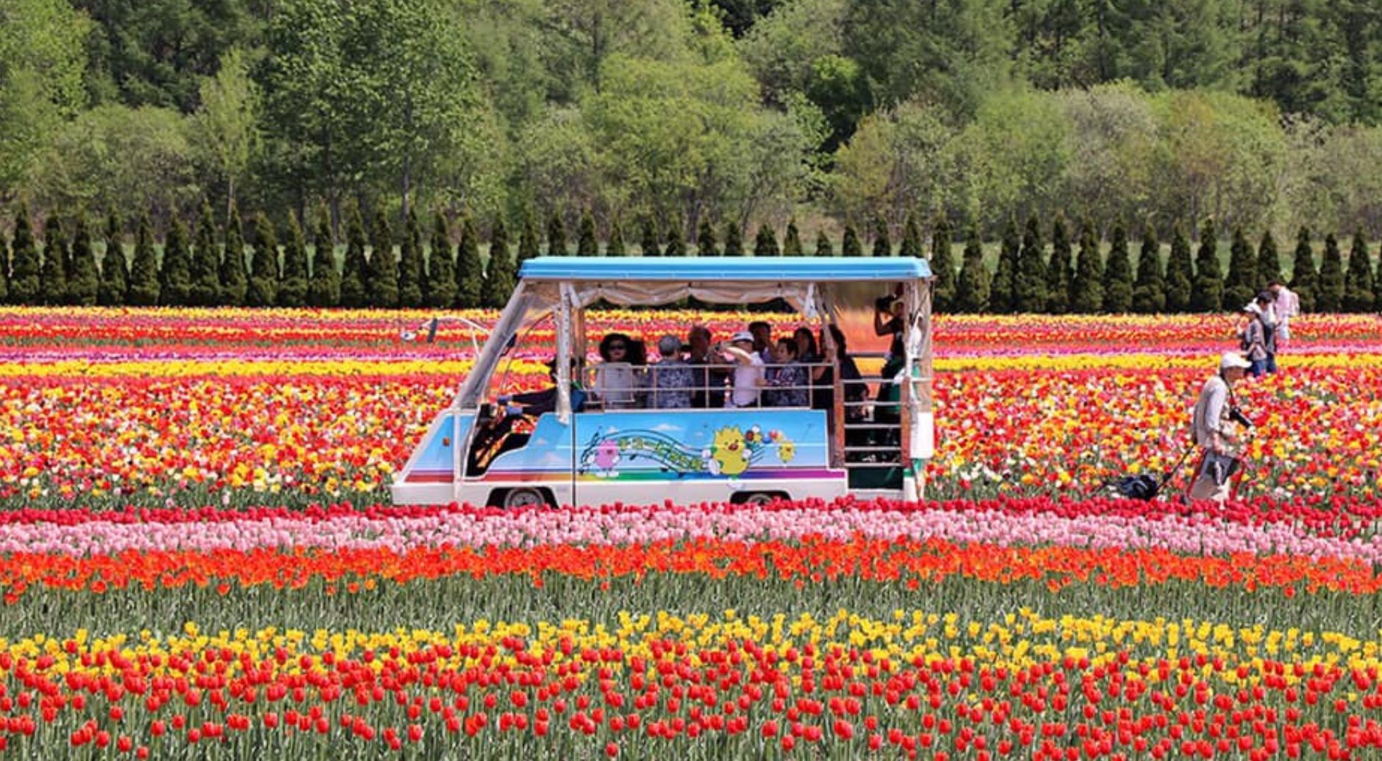 Tulips in Hokkaido