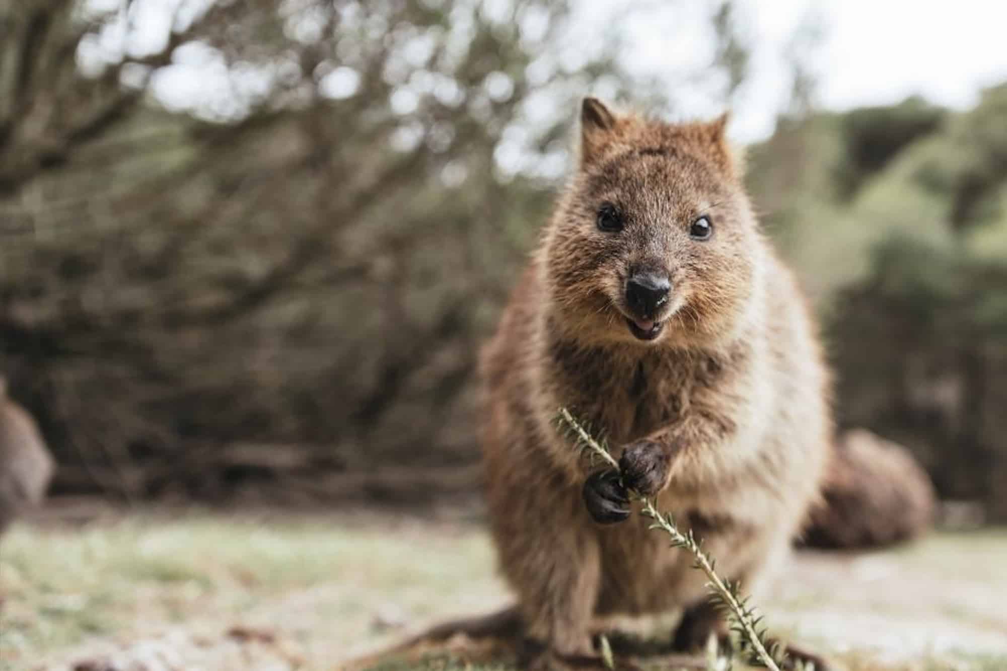 australia western australia rottnest island quokka