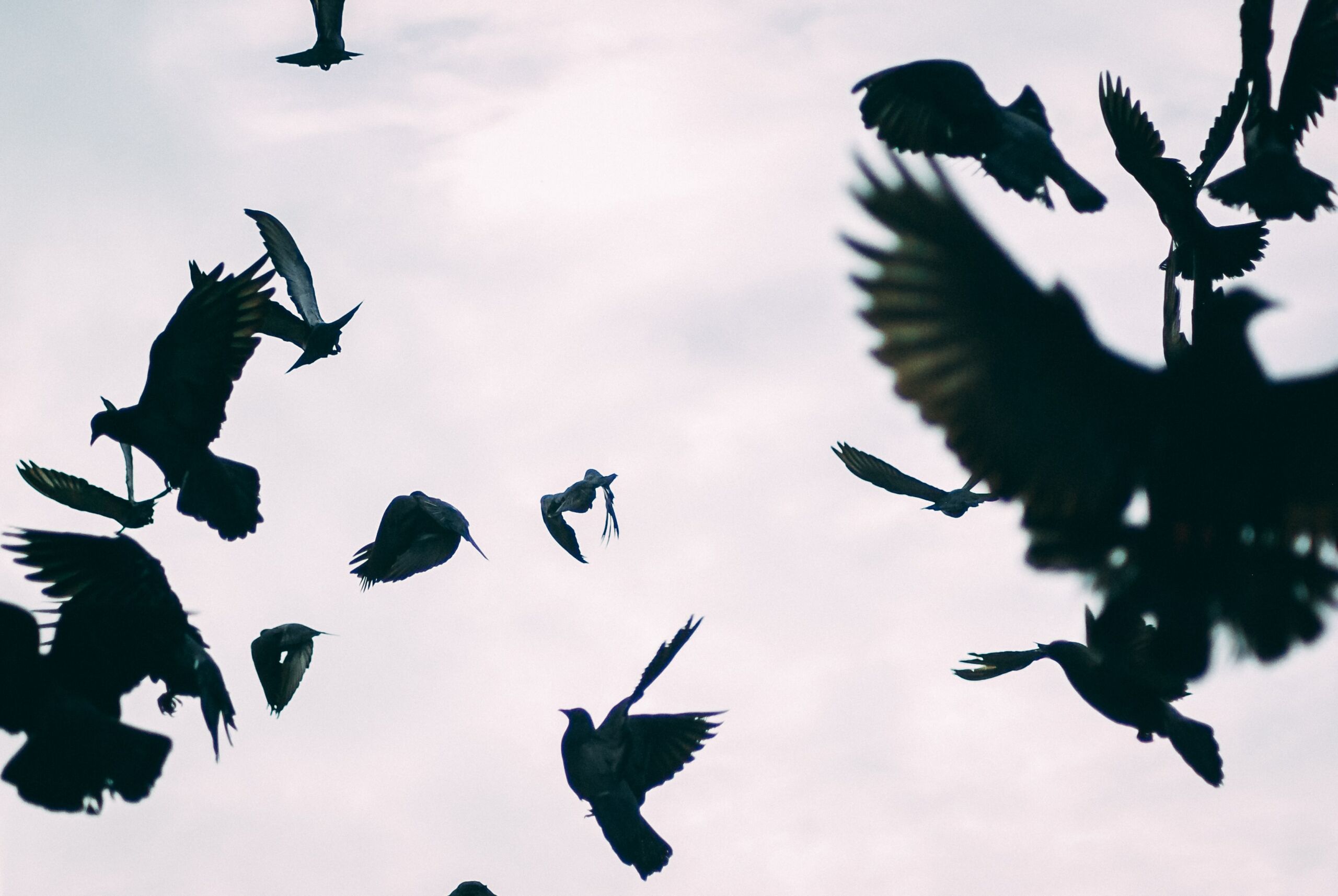 black birds flying chaos scaled Travel chaos in Europe