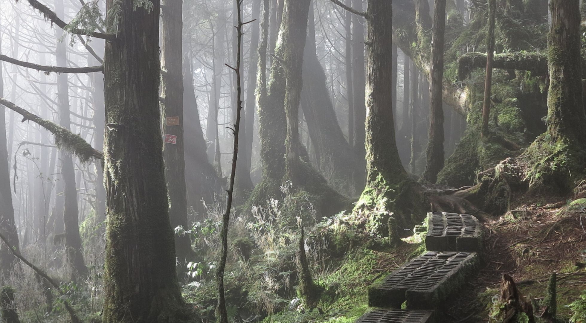 World's first quiet trail is in Taiwan 