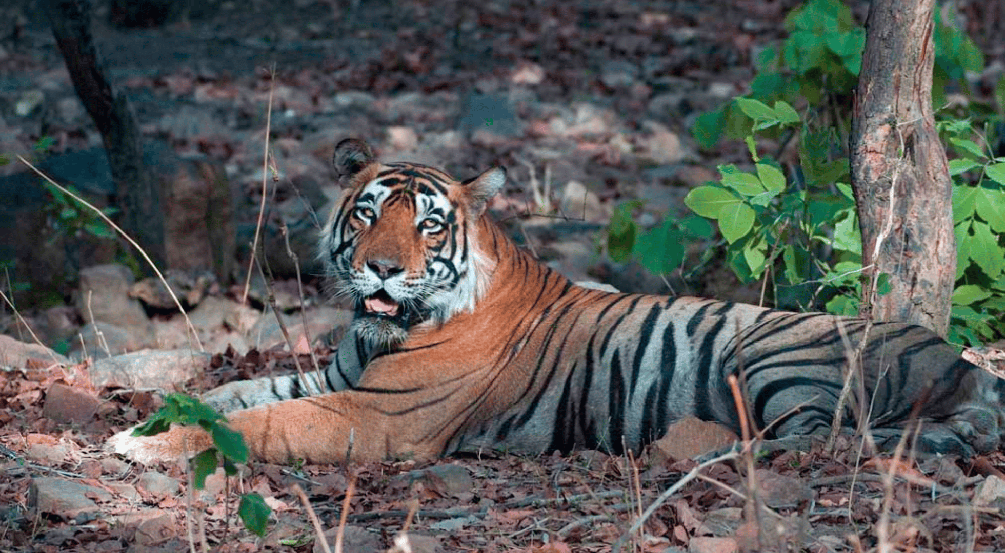 ranthambore-national-park