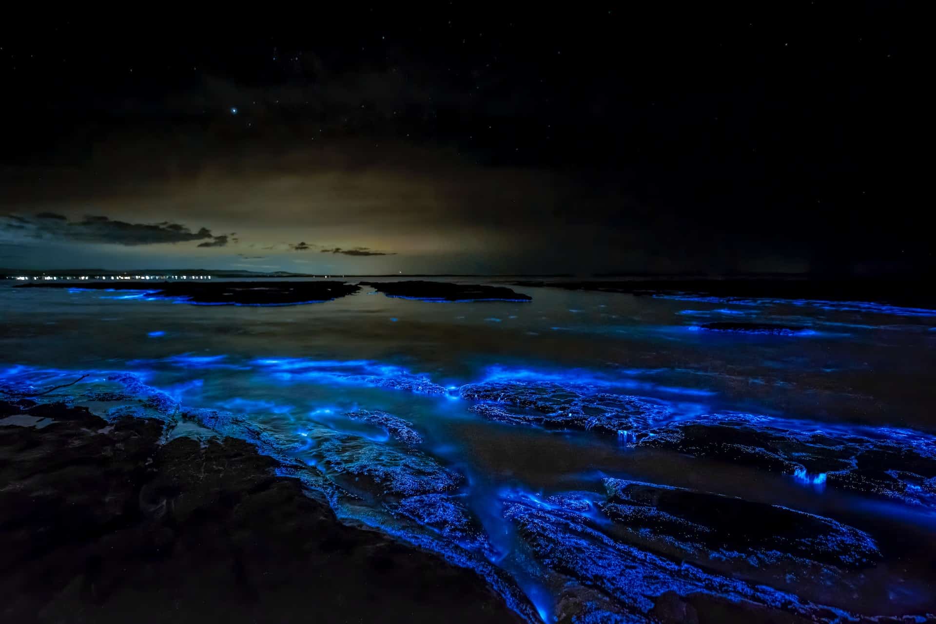 jervis bay bioluminescent