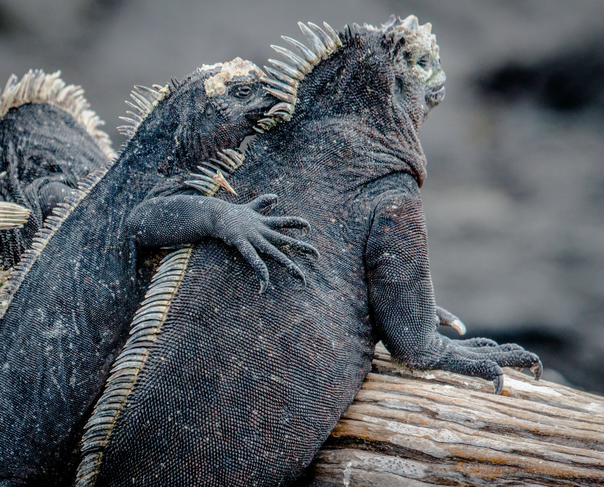 marine-iguana