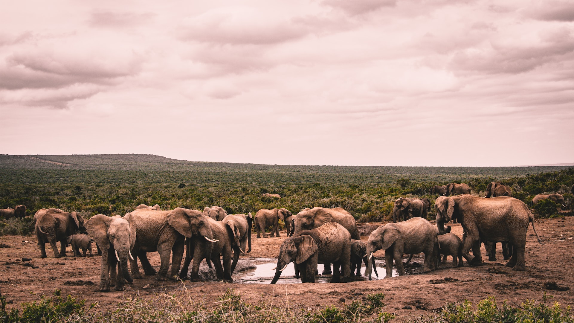 watering hole in african safari