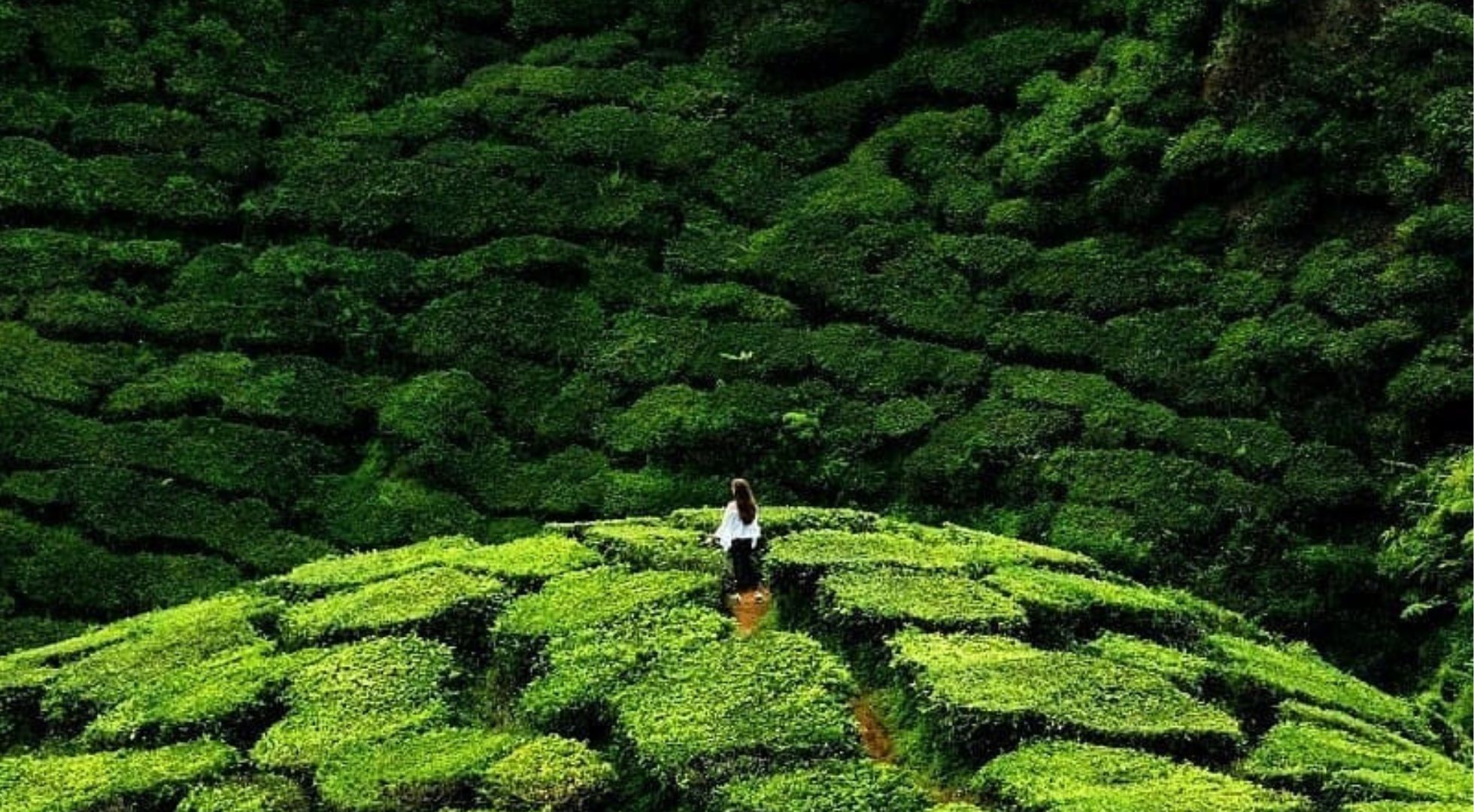 CameronHighlands Pahang Pahang_desserts