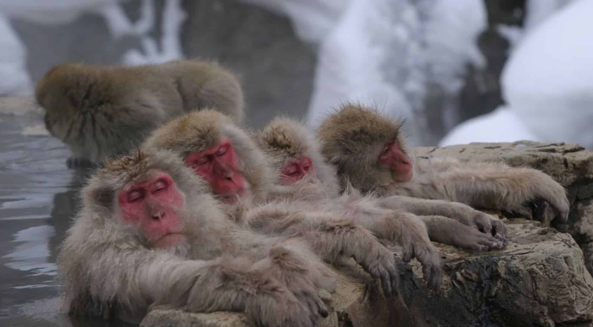Snow monkeys enjoy Japan snow season