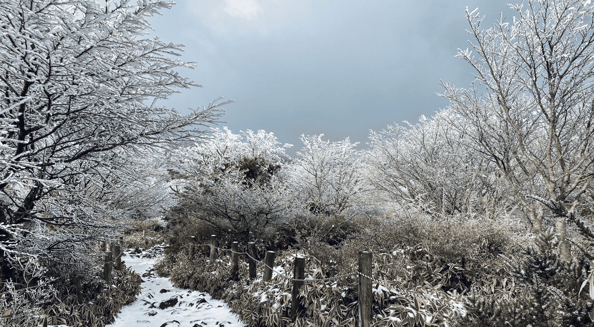 winter jeju island christmas vacations south korea