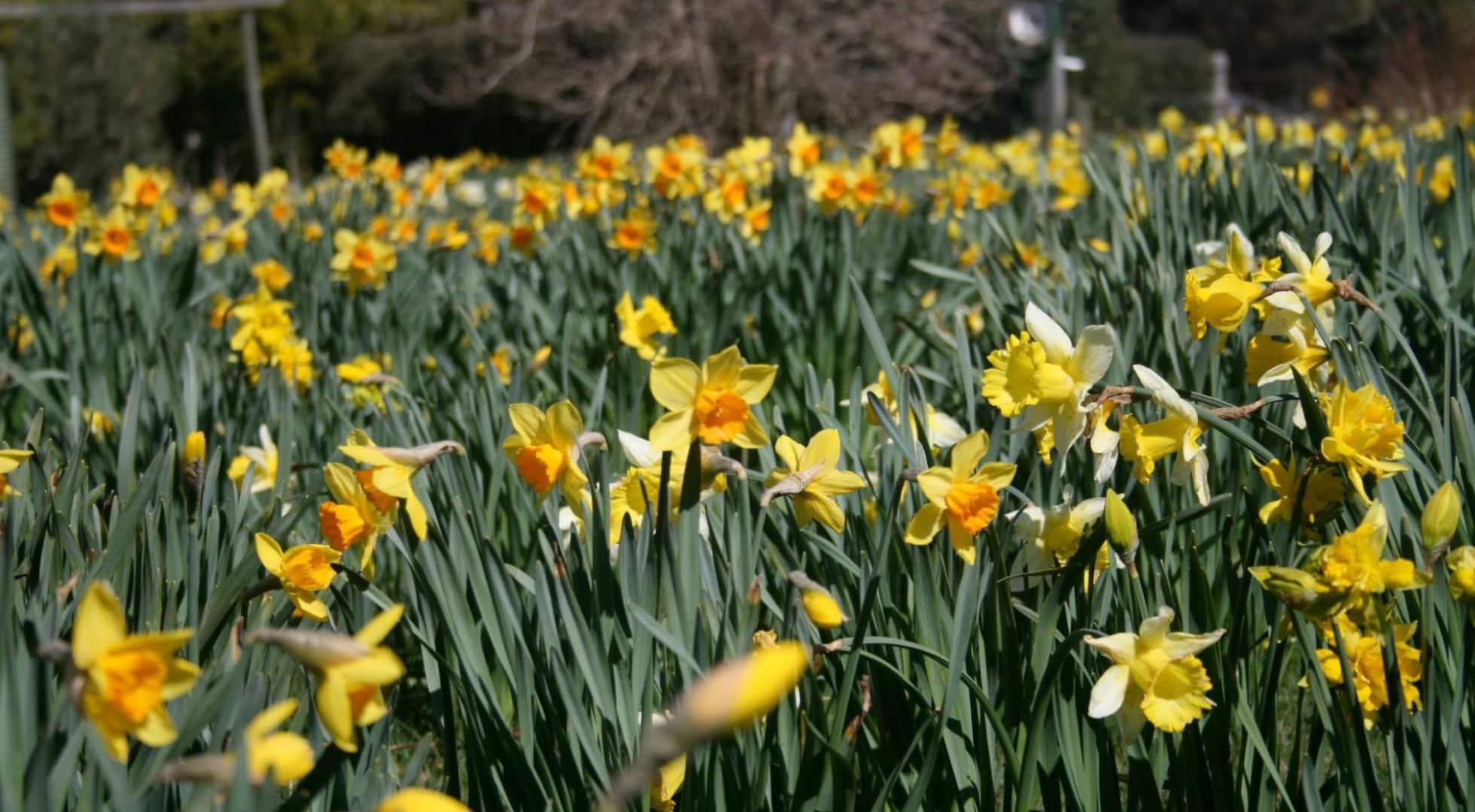 Little towns in NSW have magnificent spring blooms