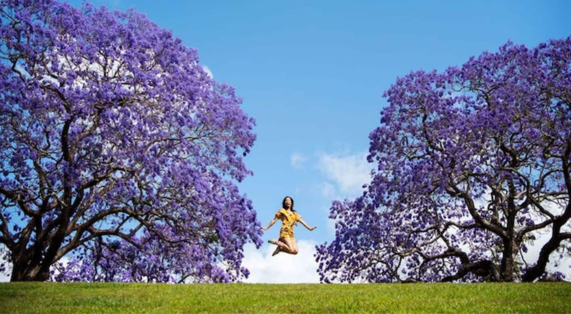 Spring blooms come in purple in NSW