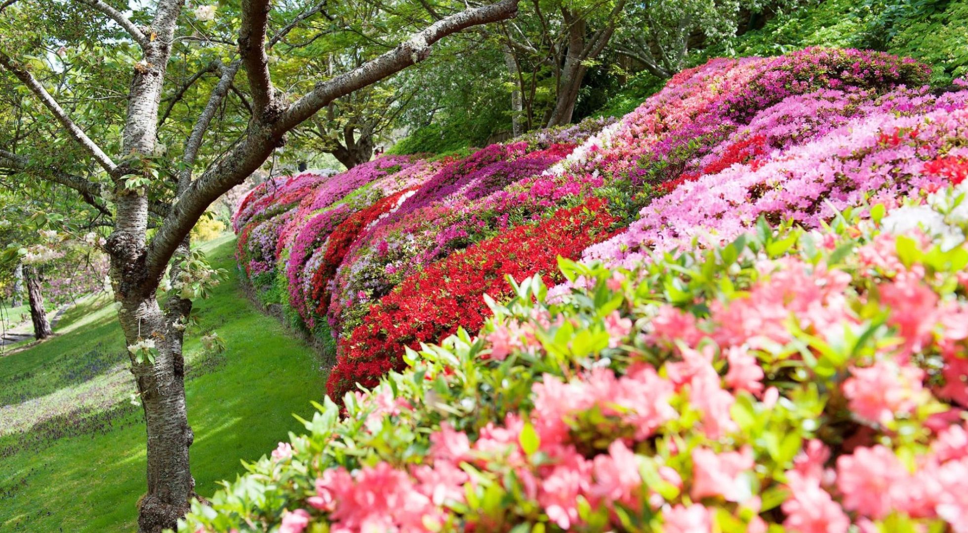 Spring blooms beautifully in Sydney