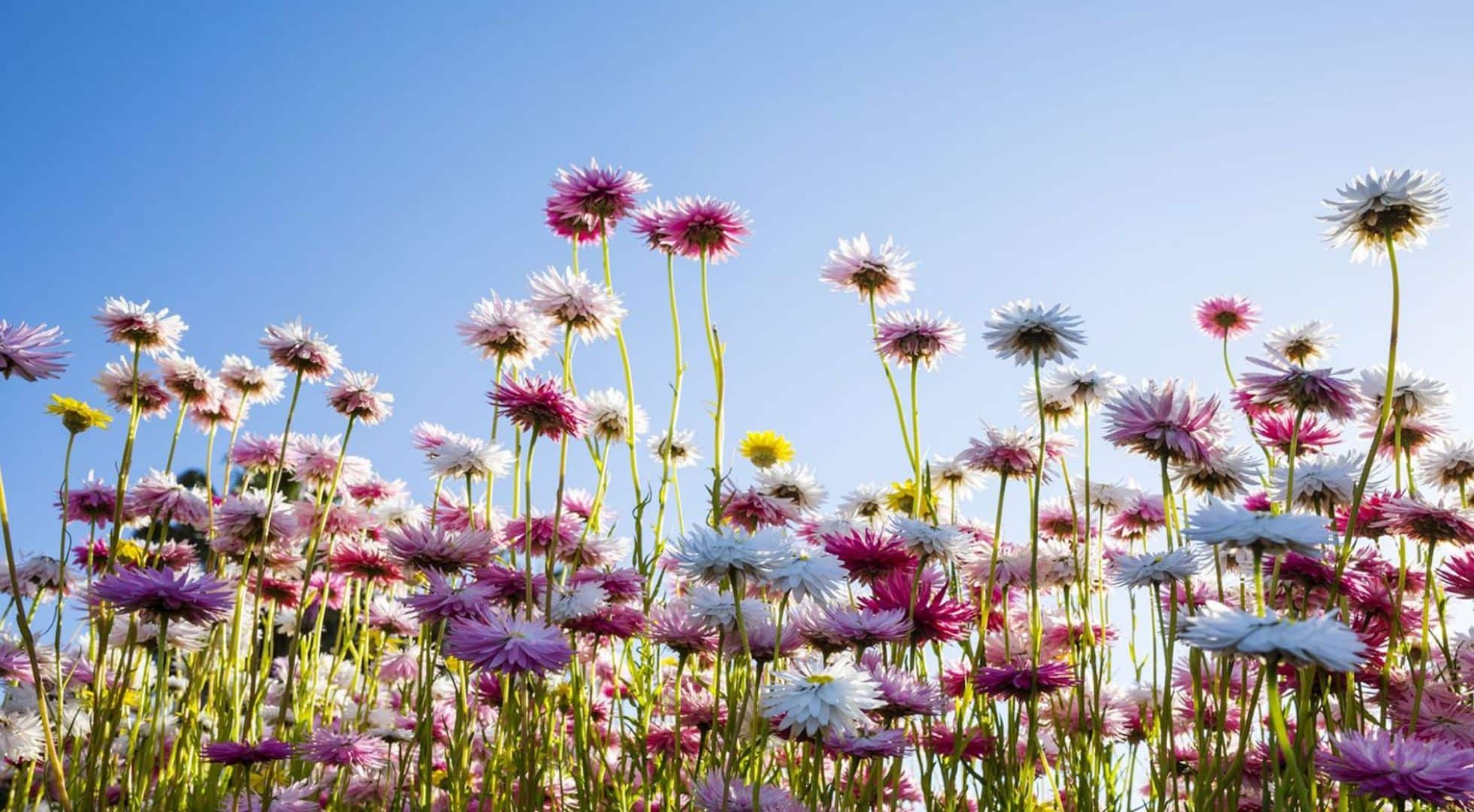 Australian paper daisies are light, fun and full of joy