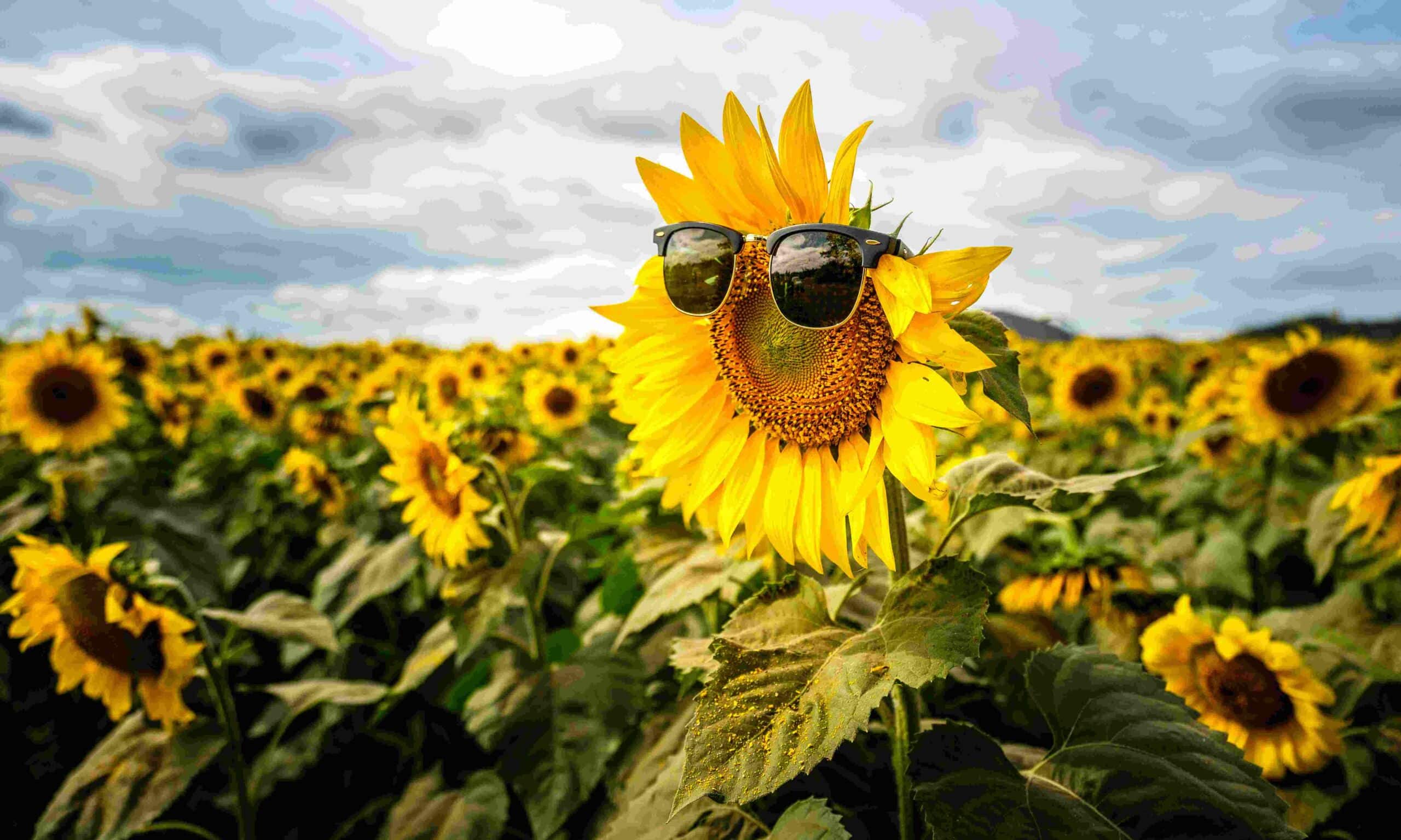 Sunflower Field, Khao Yai