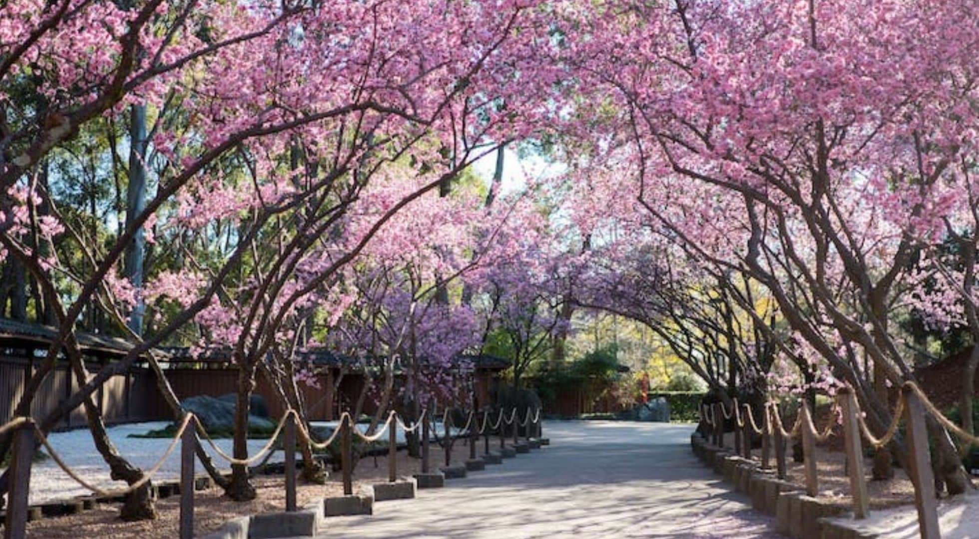 See cherry blossoms in spring in Sydney 
