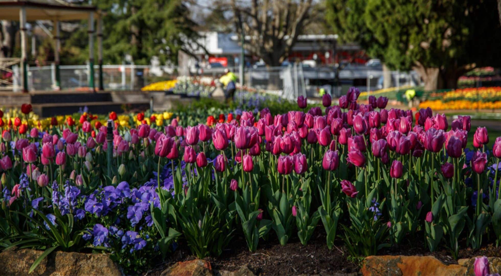 Tulips bloom in NSW, Australia