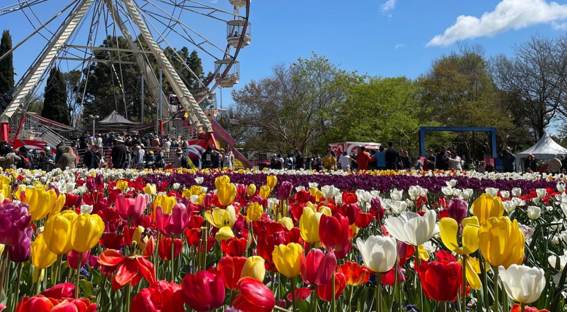 NSW is a haven for spring blooms